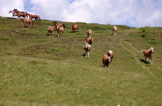 impressionen-residence-tirol-und-umgebung-15