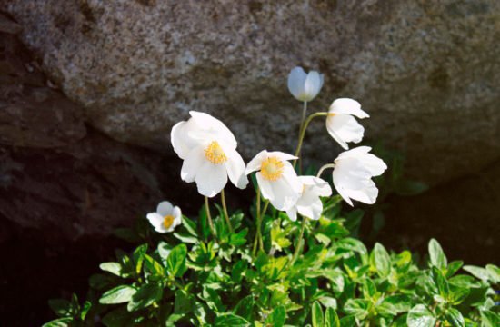 residencetirol-garden-1